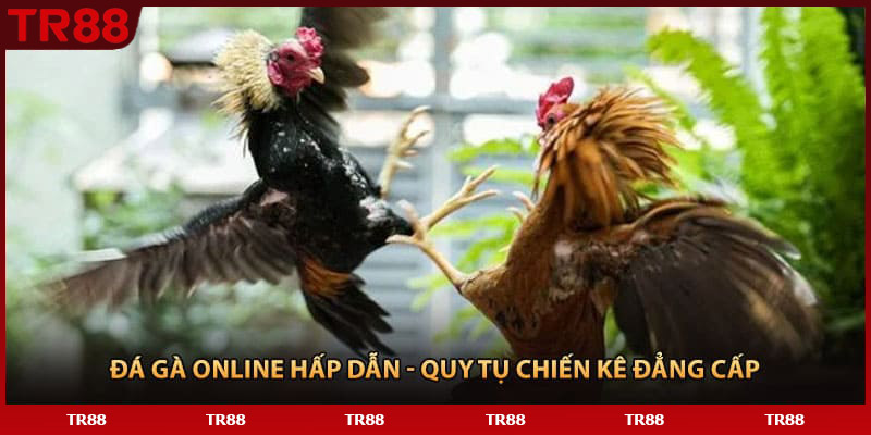Đá gà online hấp dẫn - Quy tụ chiến kê đẳng cấp